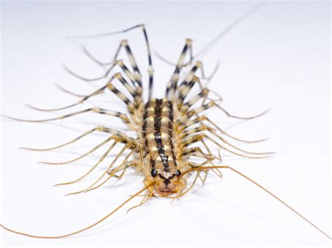 house centipede facts.